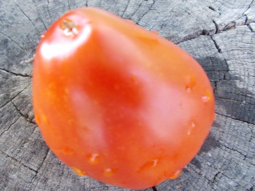  - SEMINTE ROSII - T 920 SUGAR HEART