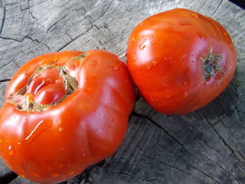  - SEMINTE ROSII - T 1025 ROSII BATRANESTI