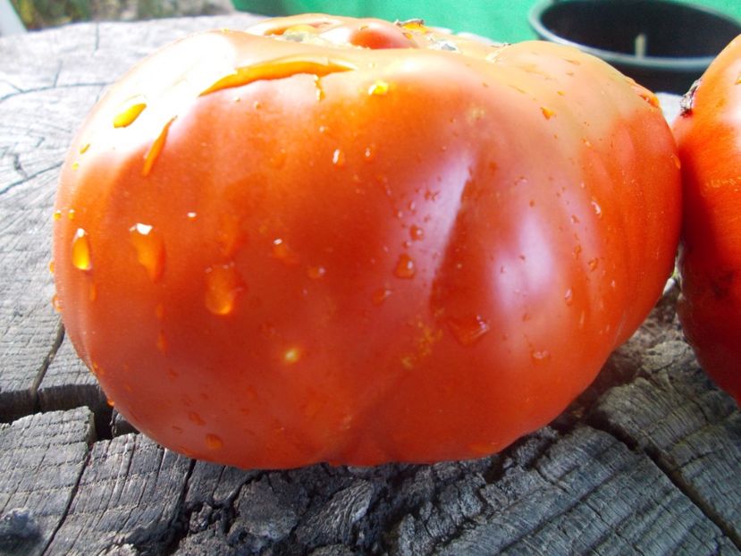  - SEMINTE ROSII - T 1025 ROSII BATRANESTI