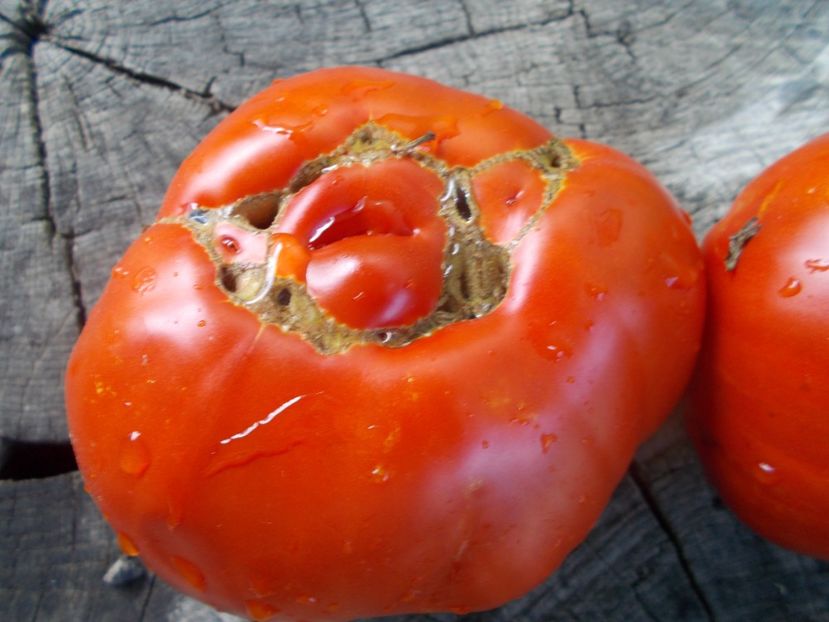  - SEMINTE ROSII - T 1025 ROSII BATRANESTI