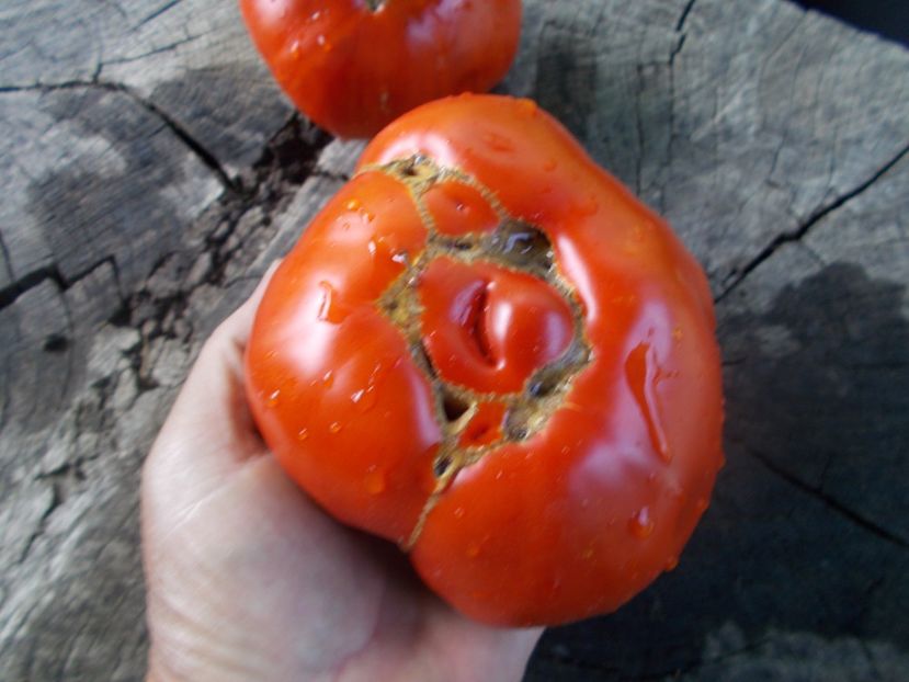  - SEMINTE ROSII - T 1025 ROSII BATRANESTI