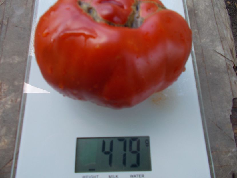  - SEMINTE ROSII - T 1025 ROSII BATRANESTI