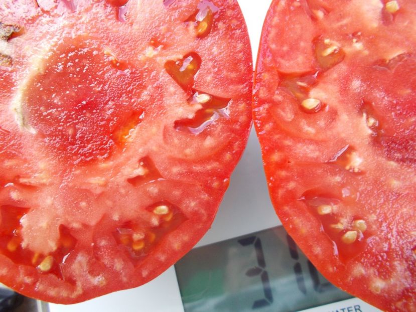  - SEMINTE ROSII - T 1025 ROSII BATRANESTI