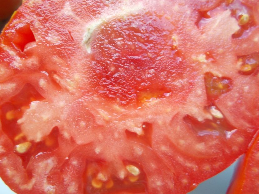  - SEMINTE ROSII - T 1025 ROSII BATRANESTI