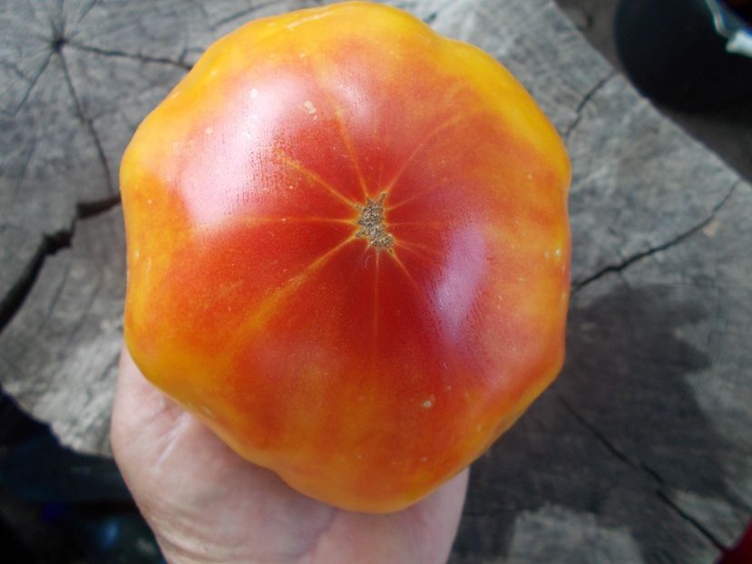  - SEMINTE ROSII - T 409 HESS