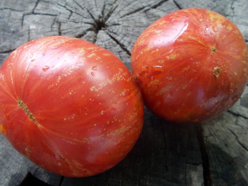  - SEMINTE ROSII - T 1101 DEAN S QUEENS