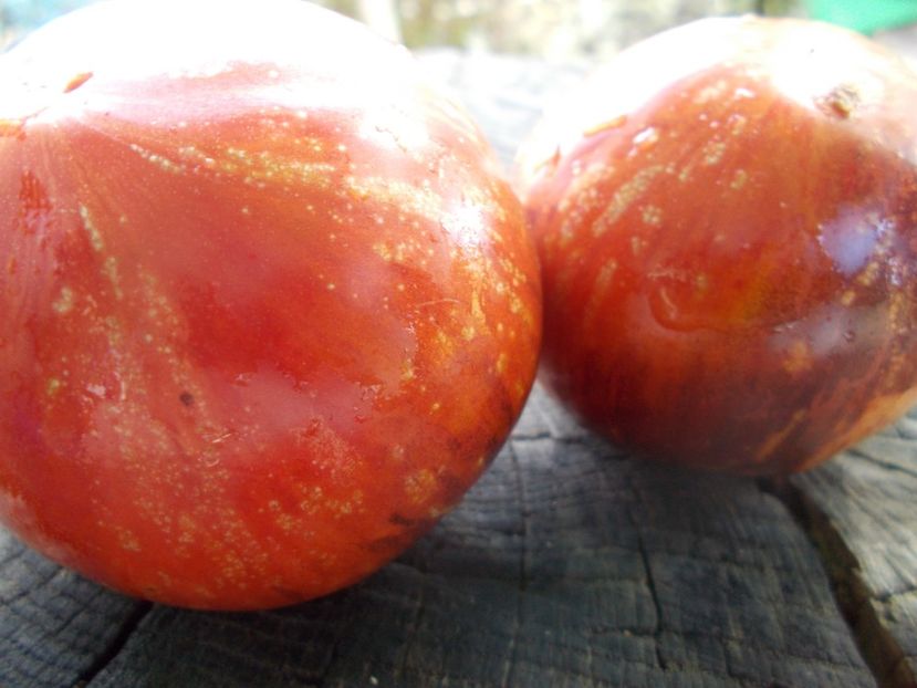  - SEMINTE ROSII - T 1101 DEAN S QUEENS