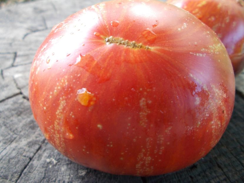  - SEMINTE ROSII - T 1101 DEAN S QUEENS