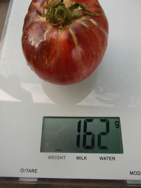  - SEMINTE ROSII - T 1101 DEAN S QUEENS