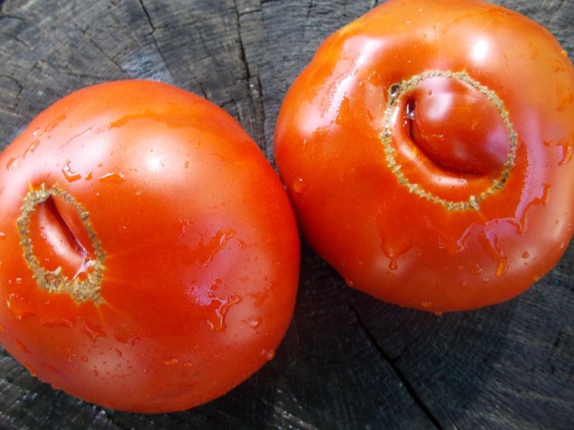  - SEMINTE ROSII - T 1069 BULL S FOREHEAD