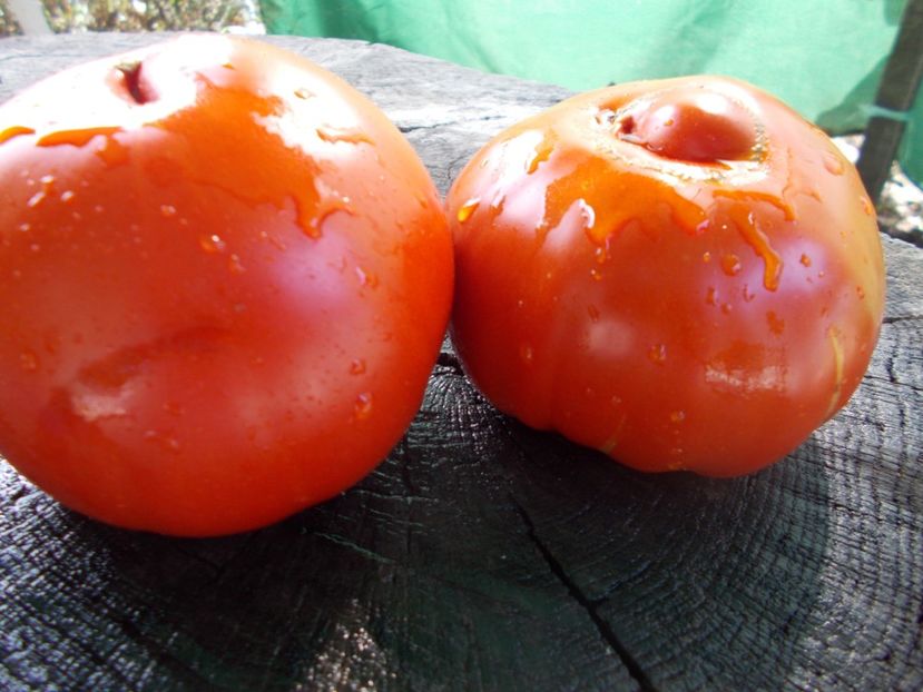  - SEMINTE ROSII - T 1069 BULL S FOREHEAD