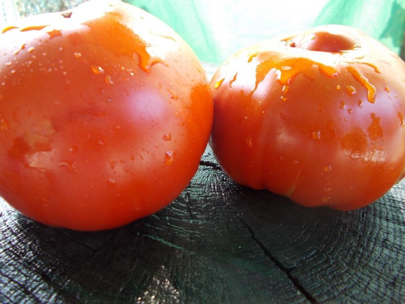  - SEMINTE ROSII - T 1069 BULL S FOREHEAD