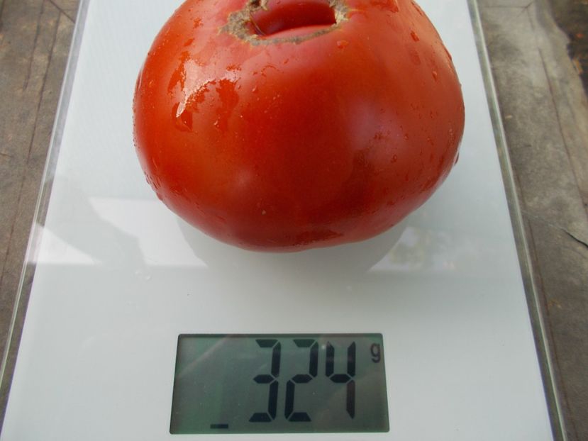  - SEMINTE ROSII - T 1069 BULL S FOREHEAD