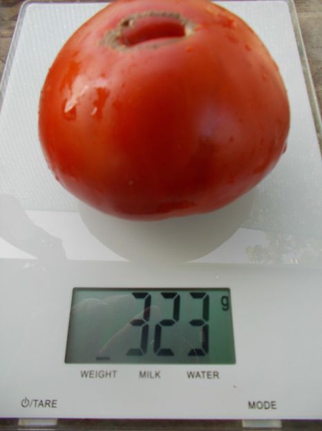  - SEMINTE ROSII - T 1069 BULL S FOREHEAD