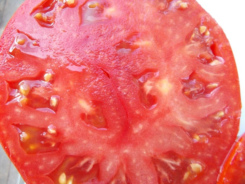  - SEMINTE ROSII - T 1069 BULL S FOREHEAD