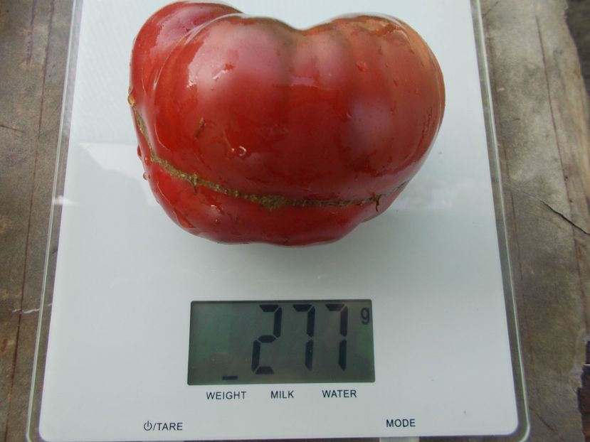  - SEMINTE ROSII - T 1018 NEGRO DE ARITZKUREN Ion