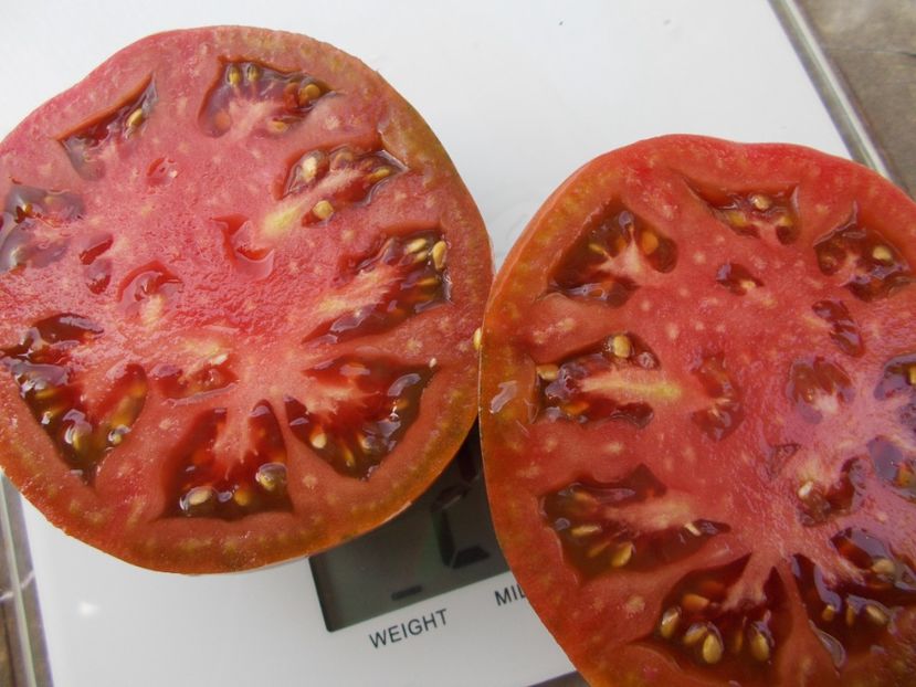  - SEMINTE ROSII - T 1018 NEGRO DE ARITZKUREN Ion