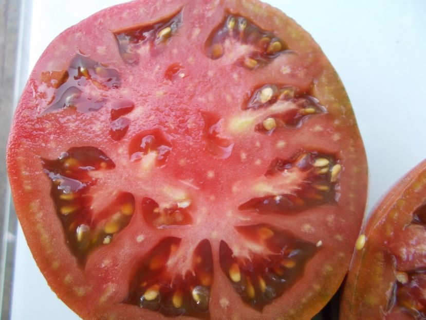  - SEMINTE ROSII - T 1018 NEGRO DE ARITZKUREN Ion