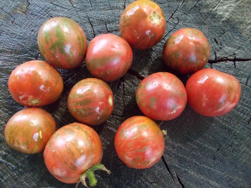  - SEMINTE ROSII - T 1108 ZI-YU