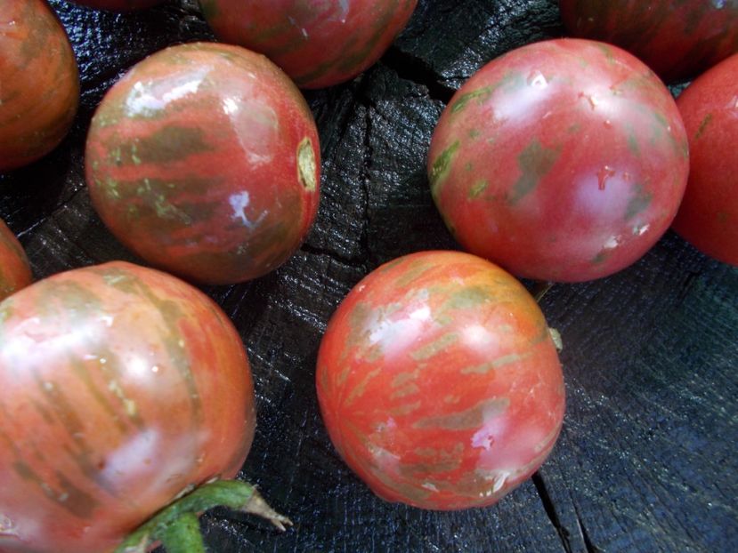  - SEMINTE ROSII - T 1108 ZI-YU