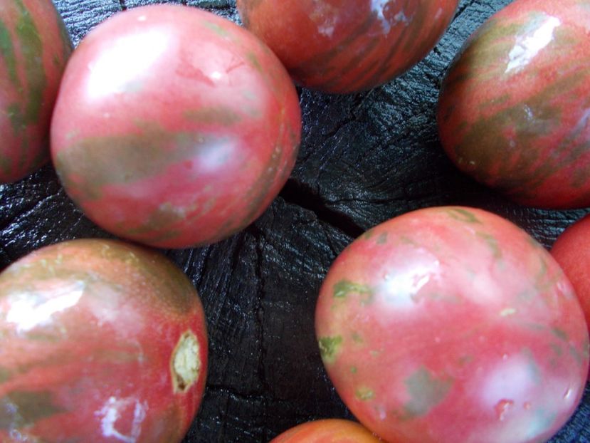  - SEMINTE ROSII - T 1108 ZI-YU