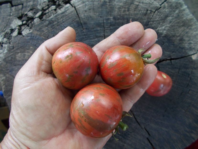  - SEMINTE ROSII - T 1108 ZI-YU