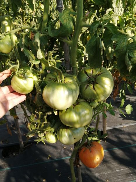  - SEMINTE ROSII - T 583 KELLOGS BREAKFAST