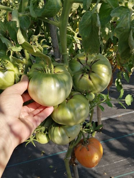  - SEMINTE ROSII - T 583 KELLOGS BREAKFAST