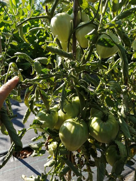  - SEMINTE ROSII - YELLOW OXHEART