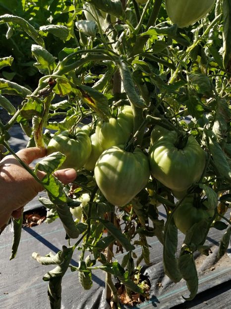  - SEMINTE ROSII - YELLOW OXHEART