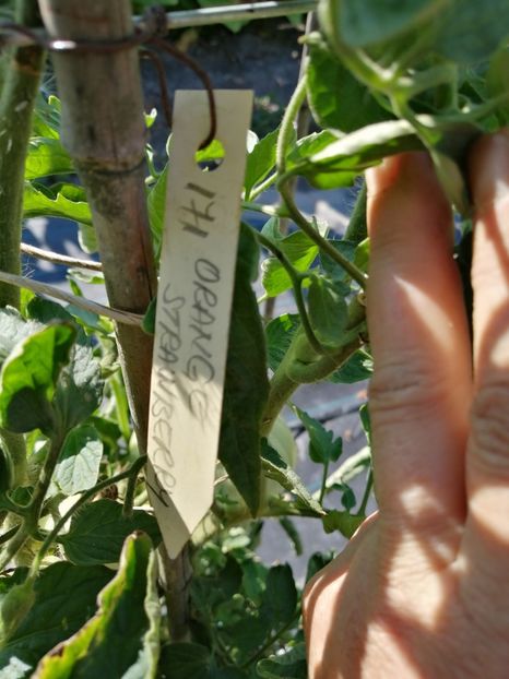  - SEMINTE ROSII - ORANGE STRAWBERRY