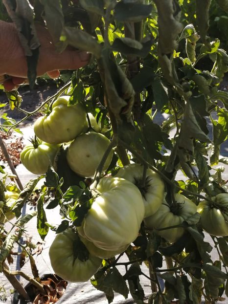  - SEMINTE ROSII - ORANGE STRAWBERRY