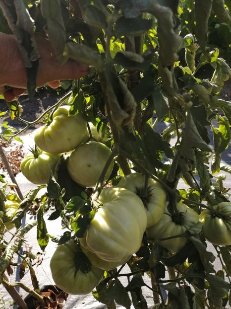  - SEMINTE ROSII - ORANGE STRAWBERRY