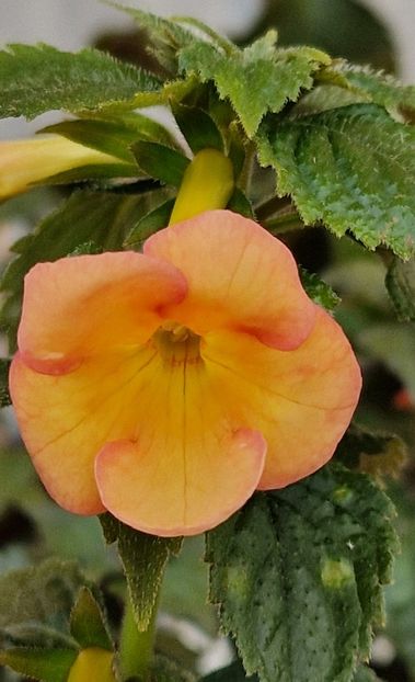 xA Sorrento - Achimenes 2024
