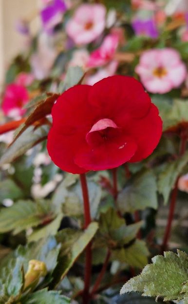 Red Diamond - Achimenes 2024