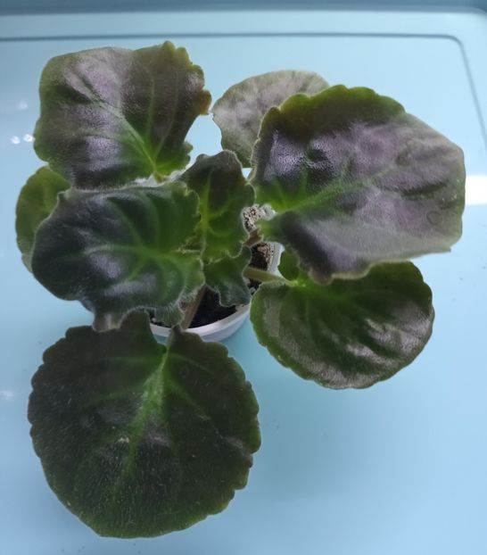  - Cajun s Royal Heir