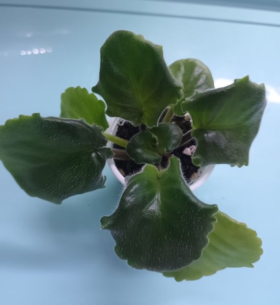  - Allen Electric Blue