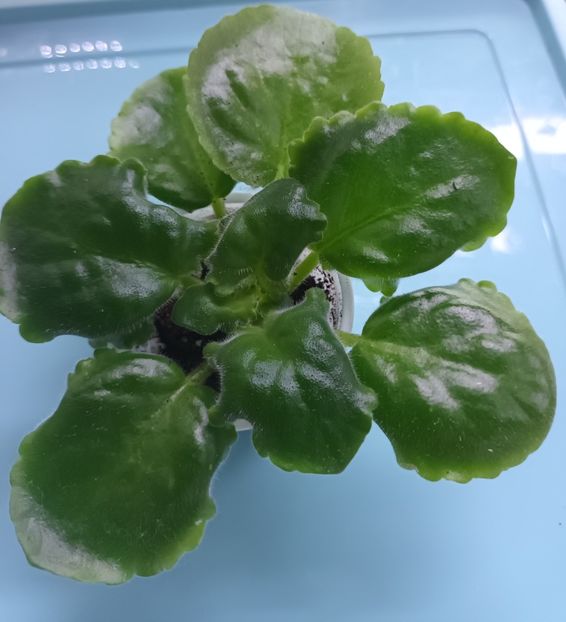  - NK-Vichna Modalist