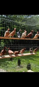 Screenshot_20240727_173704_Gallery - Porumbei maturi