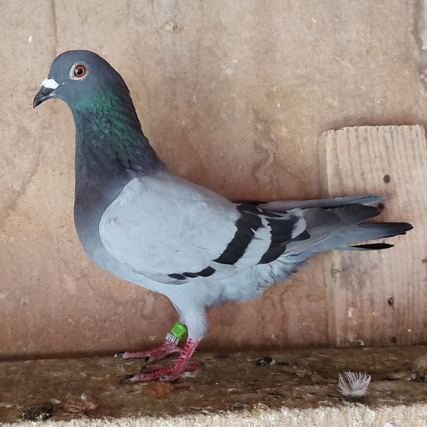 Mascul 23-017 - Porumbei vanduti