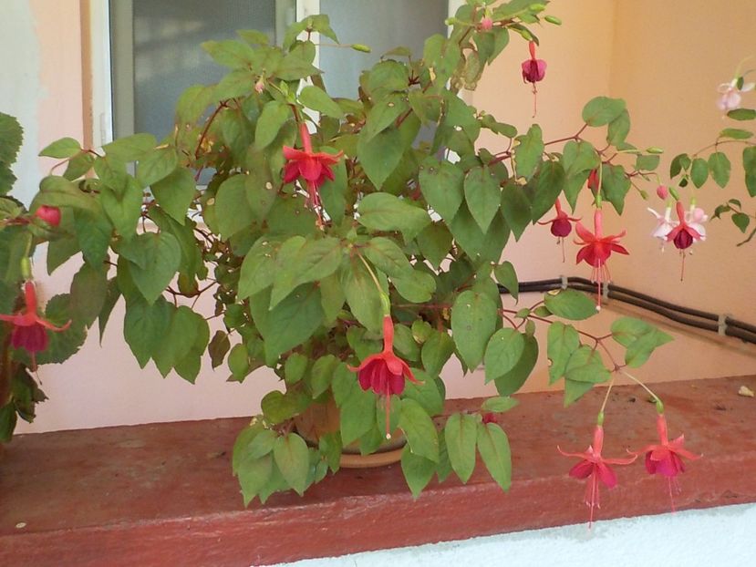  - fuchsii