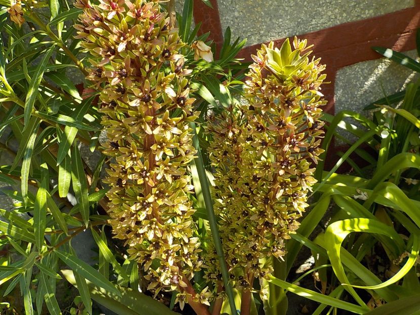  - eucomis