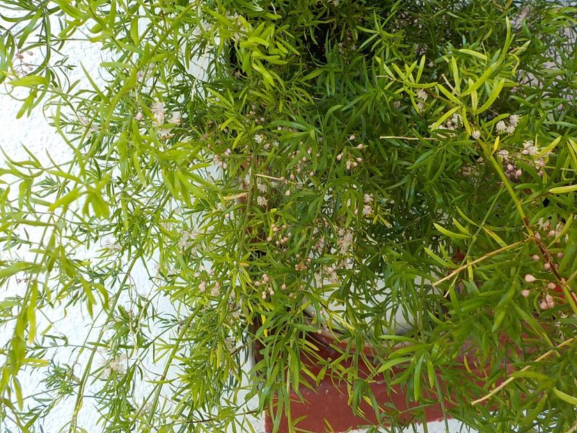 - asparagus
