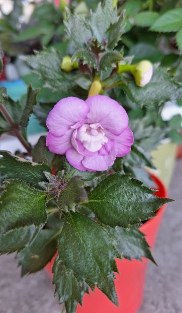 33. Oxigen - 15 Achimenes 2024