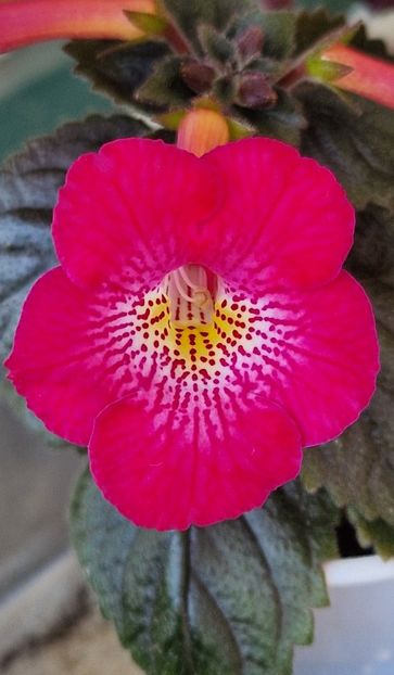 Rf's Red Cyclone - Achimenes 2024