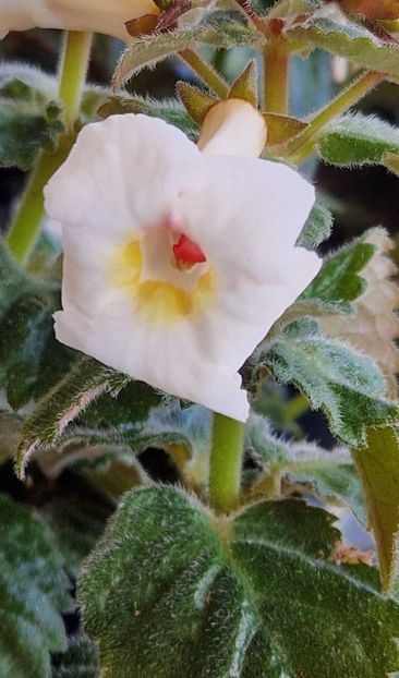 White Angel - Achimenes 2024