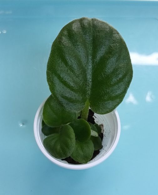  - RM - Volshenbyi Tulpan