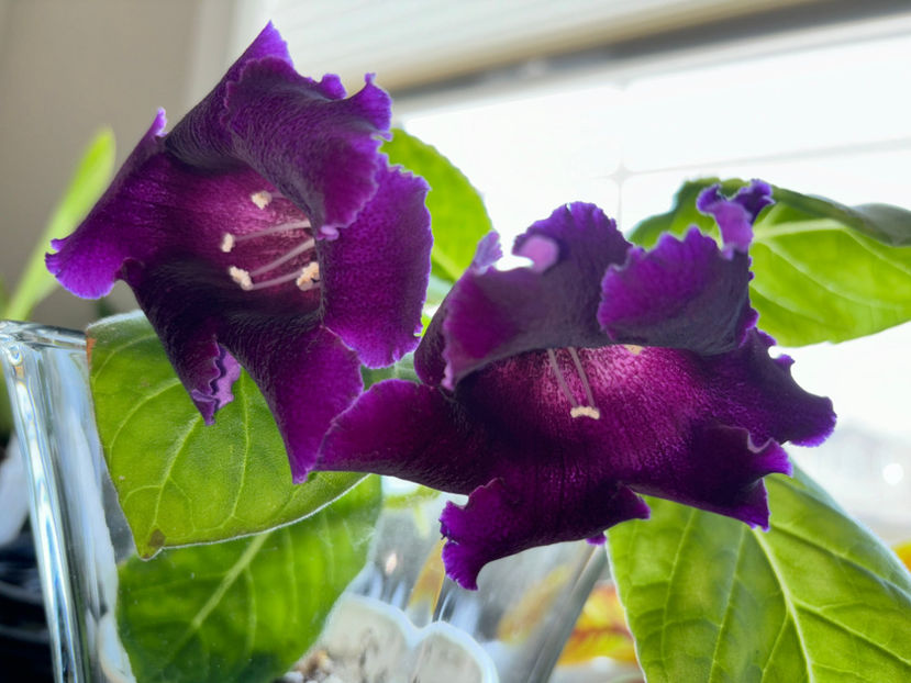  - Plante de interior 2024