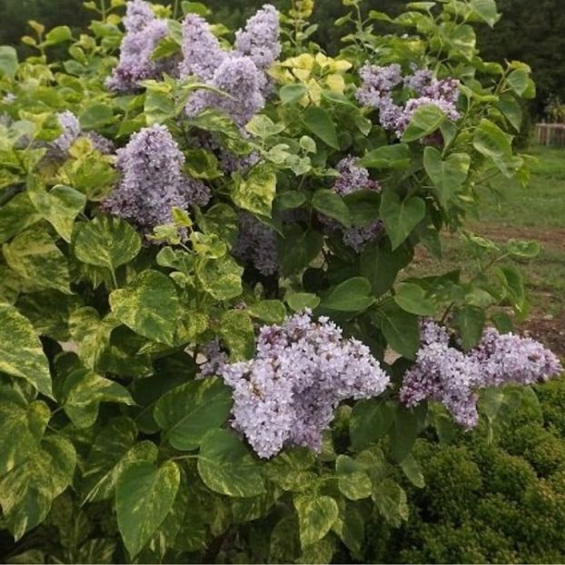 Liliac variegat - A Arbusti pomi decorativi și fructiferi urcatoare de vanzare