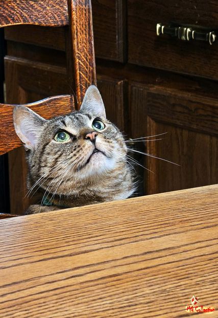 Piper the Cat 1 - B - ANIMALS